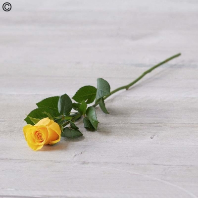 Single Rose Yellow