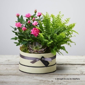 Zen Planted Hatbox